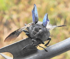 Thanatophilus micans