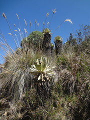 Espeletia pycnophylla