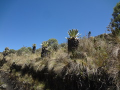 Espeletia pycnophylla