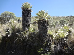 Espeletia pycnophylla