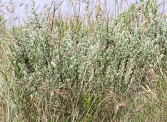 Lotononis lotononoides