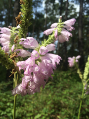 Physostegia digitalis