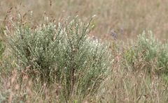 Lotononis lotononoides