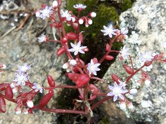 Sedum caeruleum