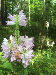 Physostegia digitalis