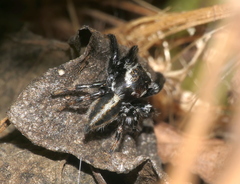 Evarcha bicoronata