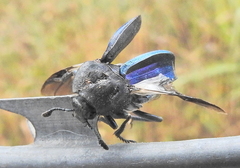 Thanatophilus micans