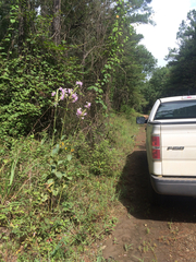 Physostegia digitalis