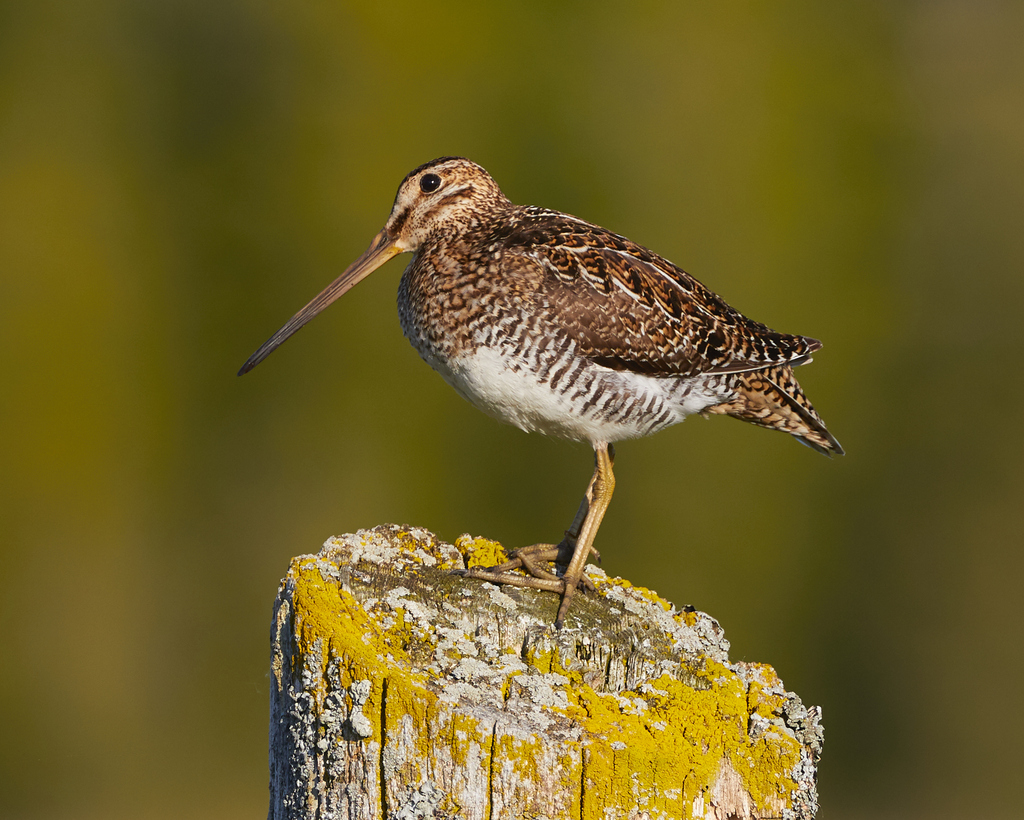 Wilson's Snipe from The Carden Alvar Important Bird Area, Kawartha ...