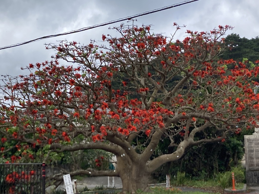 Indian coral tree (Erythrina variegata) - Botanical Realm