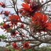 Erythrina variegata - Photo (c) chouenyu,  זכויות יוצרים חלקיות (CC BY-NC)