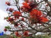 Indian Coral Tree - Photo (c) chouenyu, some rights reserved (CC BY-NC)