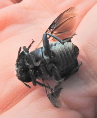 Thanatophilus micans