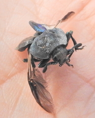 Thanatophilus micans