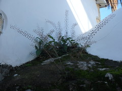 Verbascum levanticum