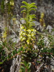 Fernandezia crystallina