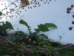 Verbascum levanticum