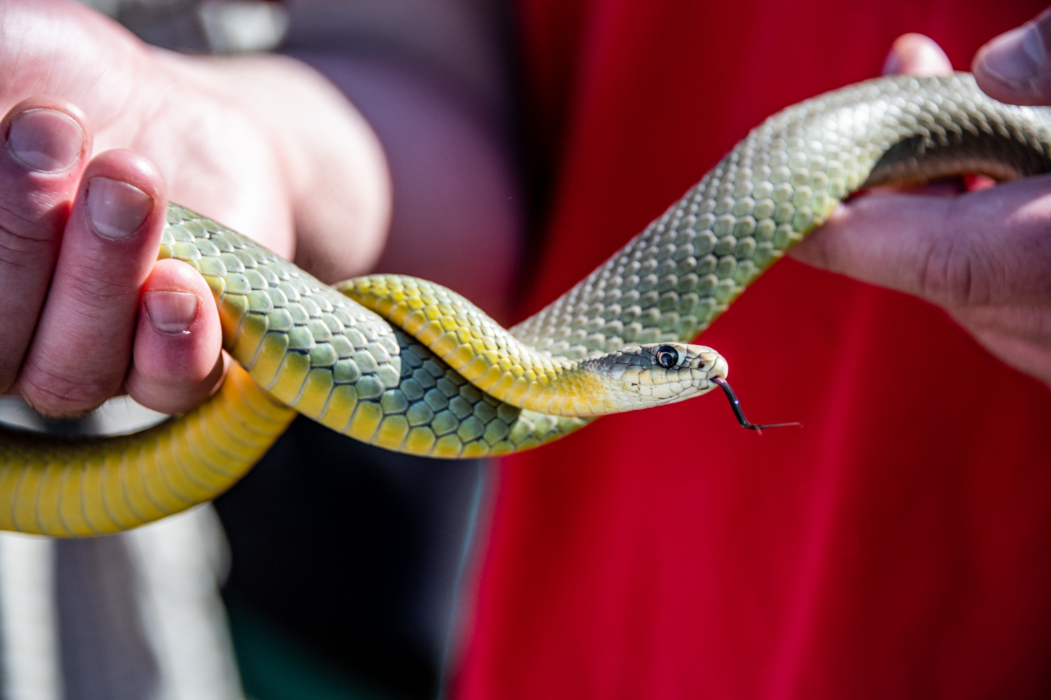 Eastern Yellow-bellied Racer (Subspecies Coluber constrictor flaviventris)  · iNaturalist