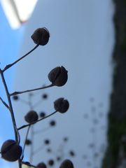 Verbascum levanticum