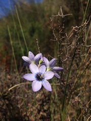 Ixia polystachya polystachya