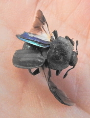 Thanatophilus micans