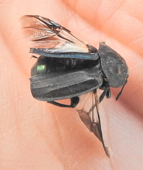 Thanatophilus micans