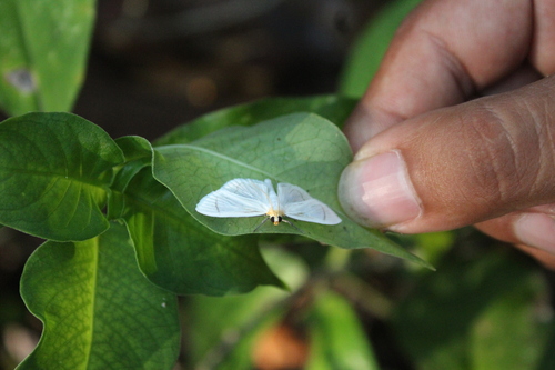 Syllepte angulifera