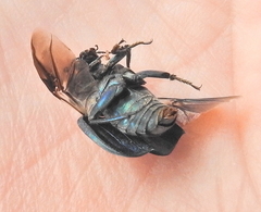 Thanatophilus micans