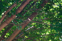 Campylorhynchus chiapensis