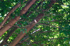 Campylorhynchus chiapensis