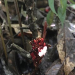 Renealmia monosperma