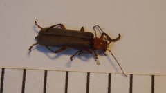 Pacificanthia consors