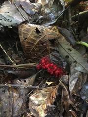 Renealmia monosperma