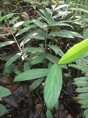 Renealmia monosperma