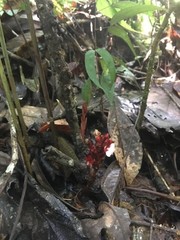 Renealmia monosperma