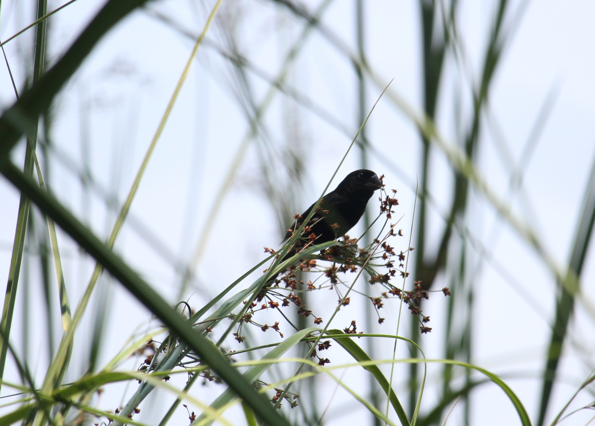 Thick-billed Seed-Finch illustration