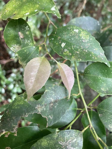 Ilex warburgii iNat (1)