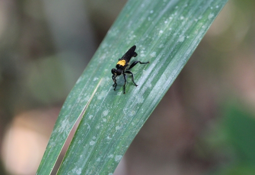 Lampria aurifex