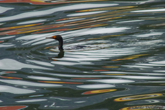 Leucocarbo magellanicus