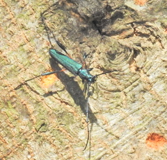 Litopus latipes