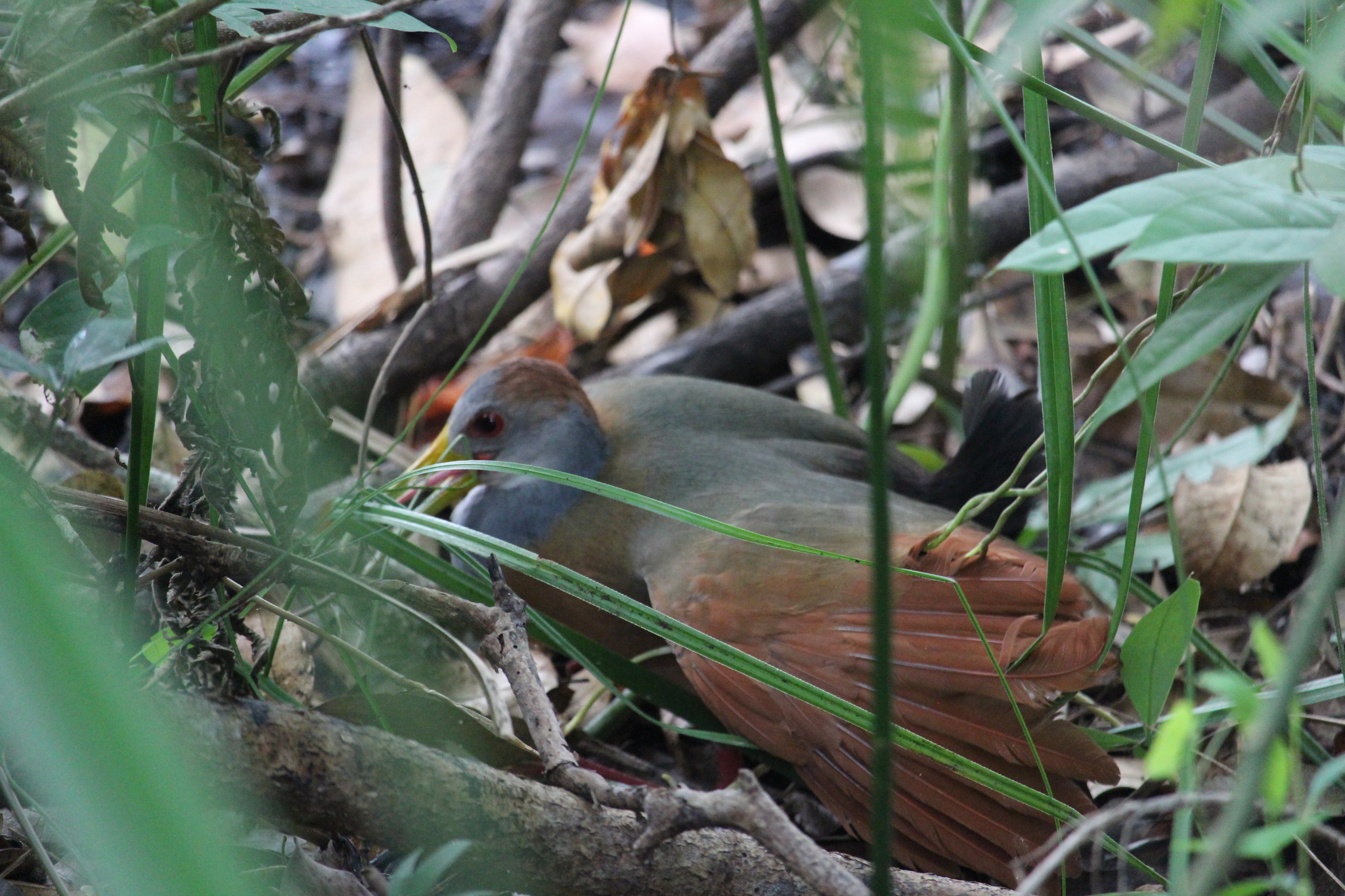 Russet-naped Wood-Rail illustration