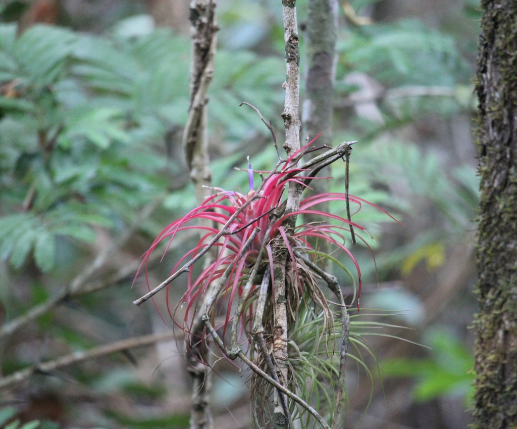Tillandsia brachycaulos green rosette before bloom