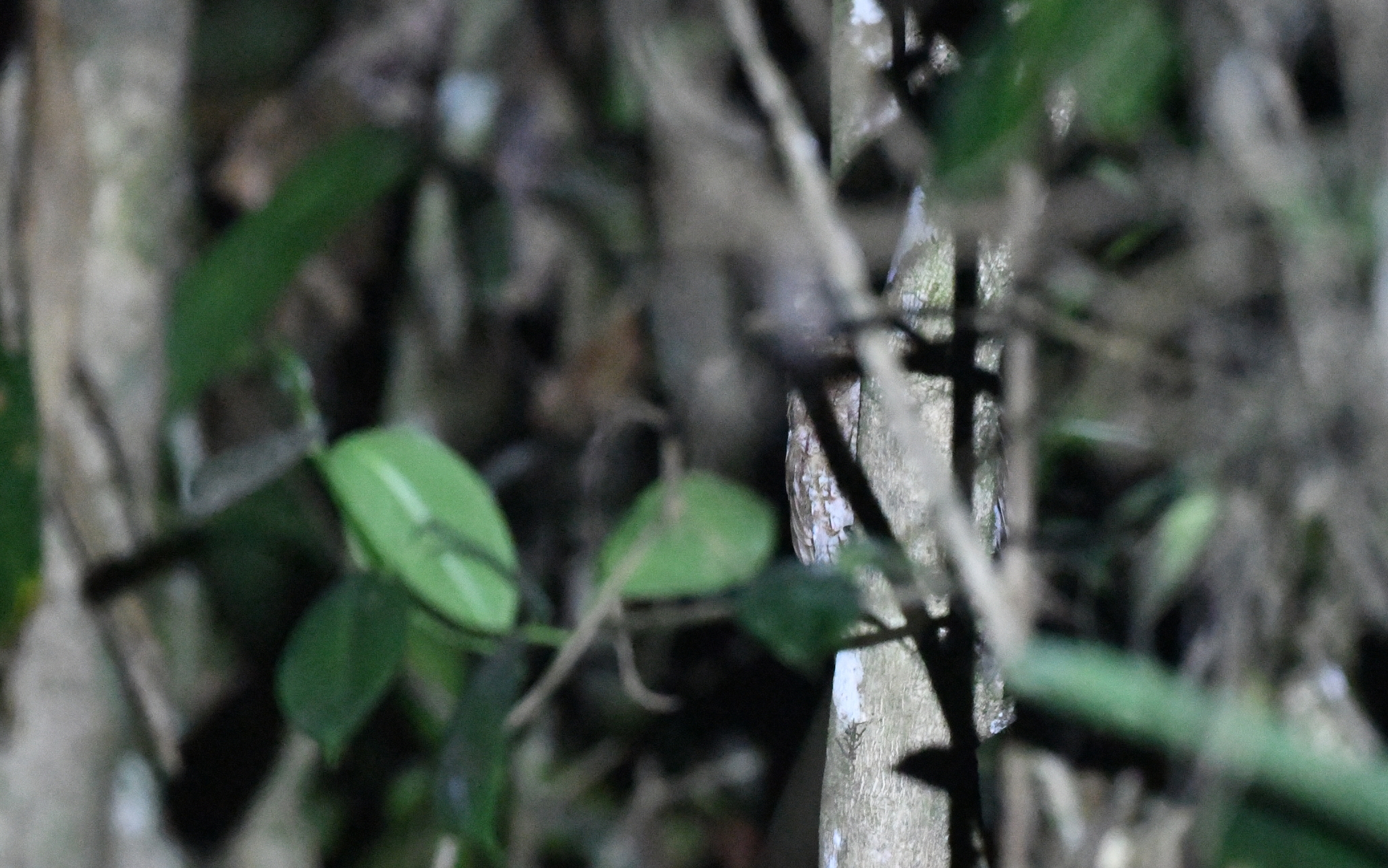 Santa Marta Screech Owl (Megascops gilesi), photo 8