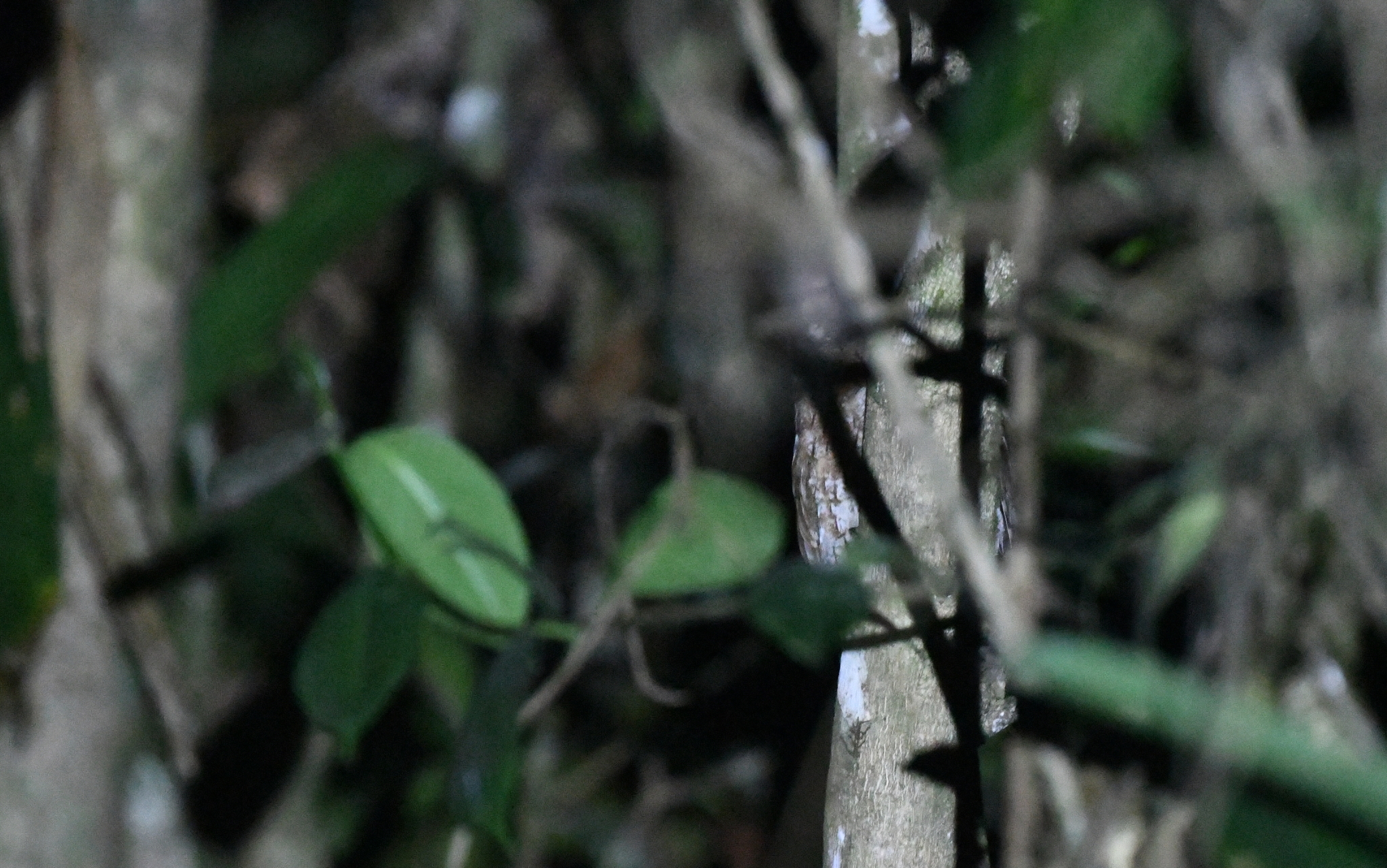 Santa Marta Screech Owl (Megascops gilesi), photo 10