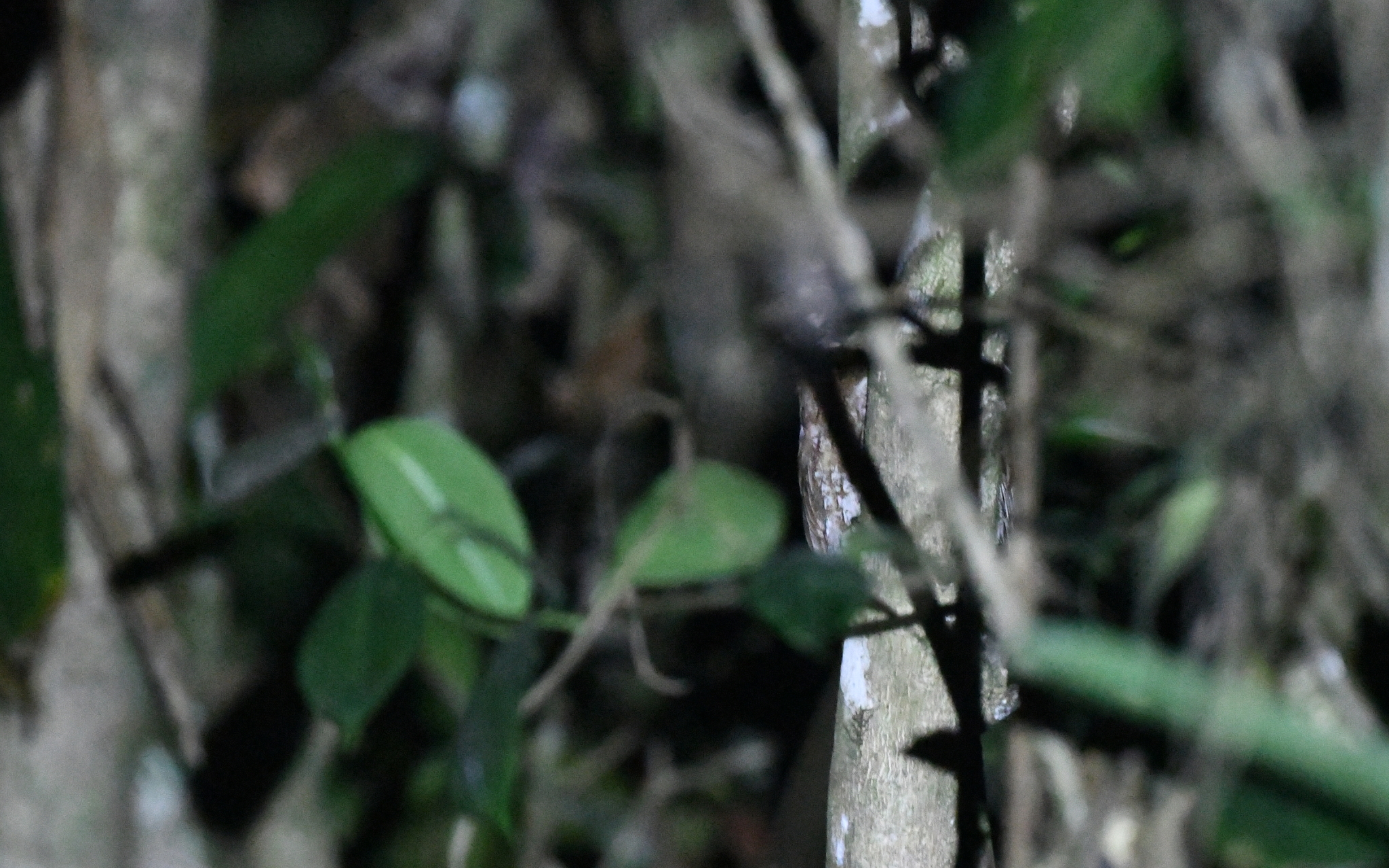 Santa Marta Screech Owl (Megascops gilesi), photo 9