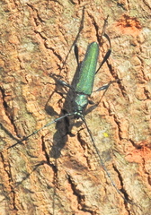 Litopus latipes