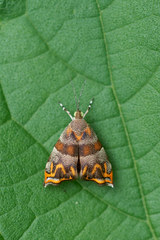 Ornarantia xutholopa