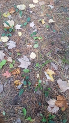 Ceanothus americanus