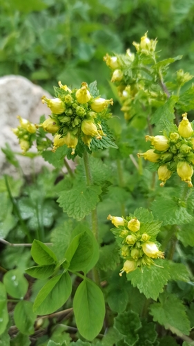 Scrophularia chrysantha, photograph 4