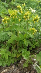 Scrophularia chrysantha, photograph (c) Юлия Захаренко, some rights reserved (CC BY)